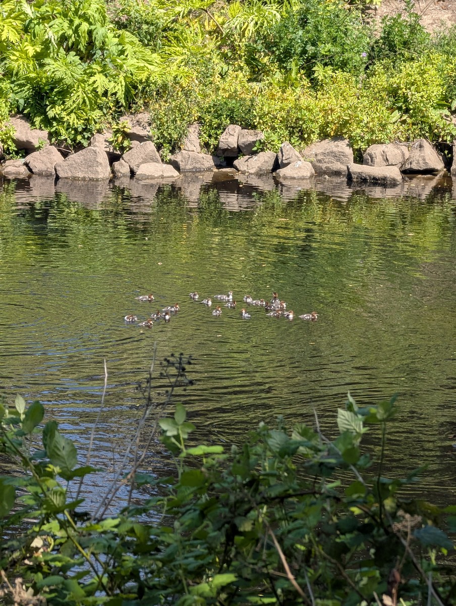 Common Merganser - ML636706920