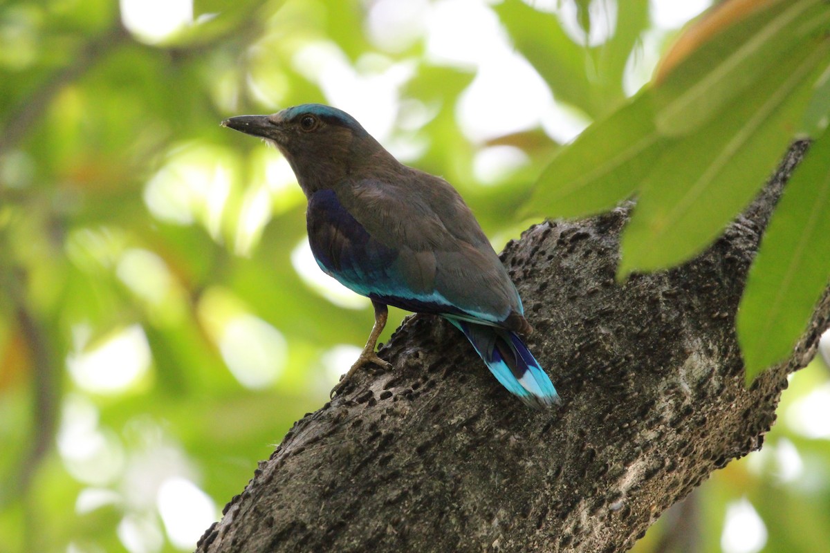 Indochinese Roller - ML636706954