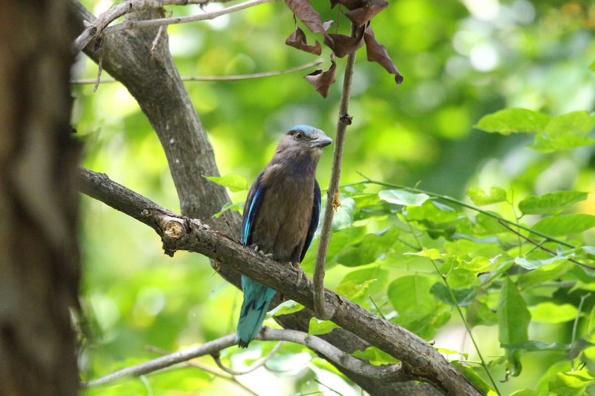 Indochinese Roller - ML636706977