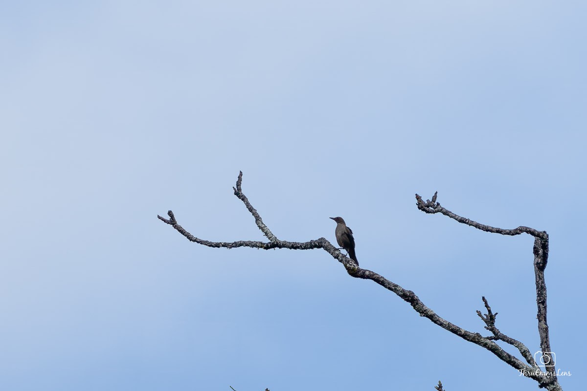 Mountain Thrush - ML636706986