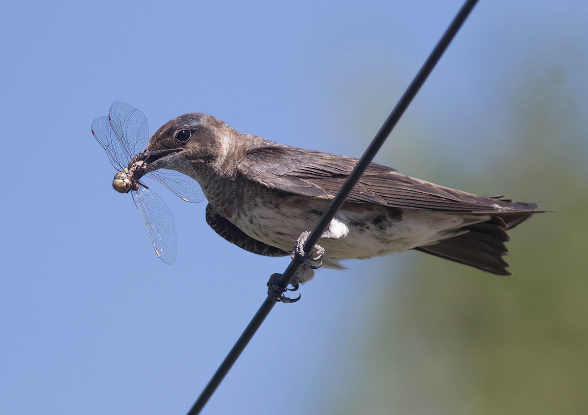 Purple Martin - ML63670701