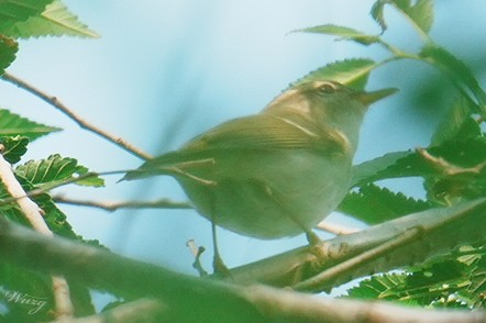Two-barred Warbler - ML636707019