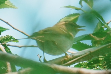 Two-barred Warbler - ML636707020