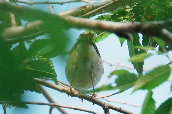Two-barred Warbler - ML636707021