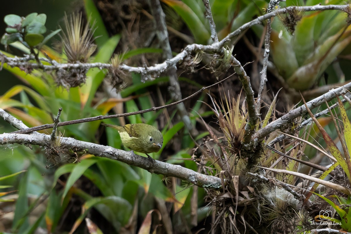 Olive-streaked Flycatcher - ML636707037