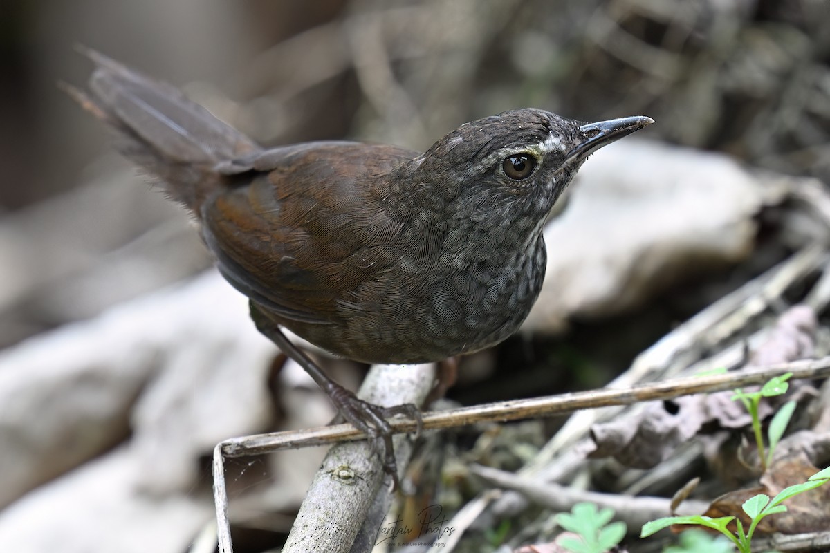 Long-tailed Bush Warbler - Allan Barredo