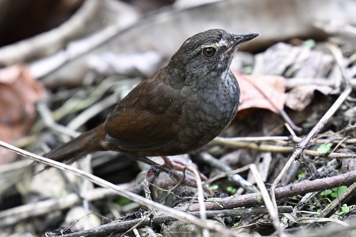 Long-tailed Bush Warbler - Allan Barredo