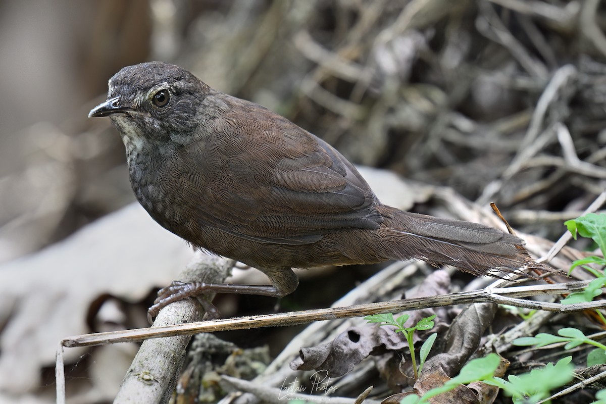 Long-tailed Bush Warbler - Allan Barredo