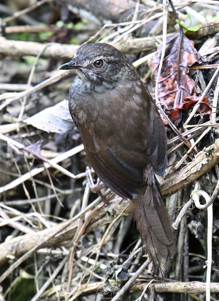 Long-tailed Bush Warbler - Allan Barredo