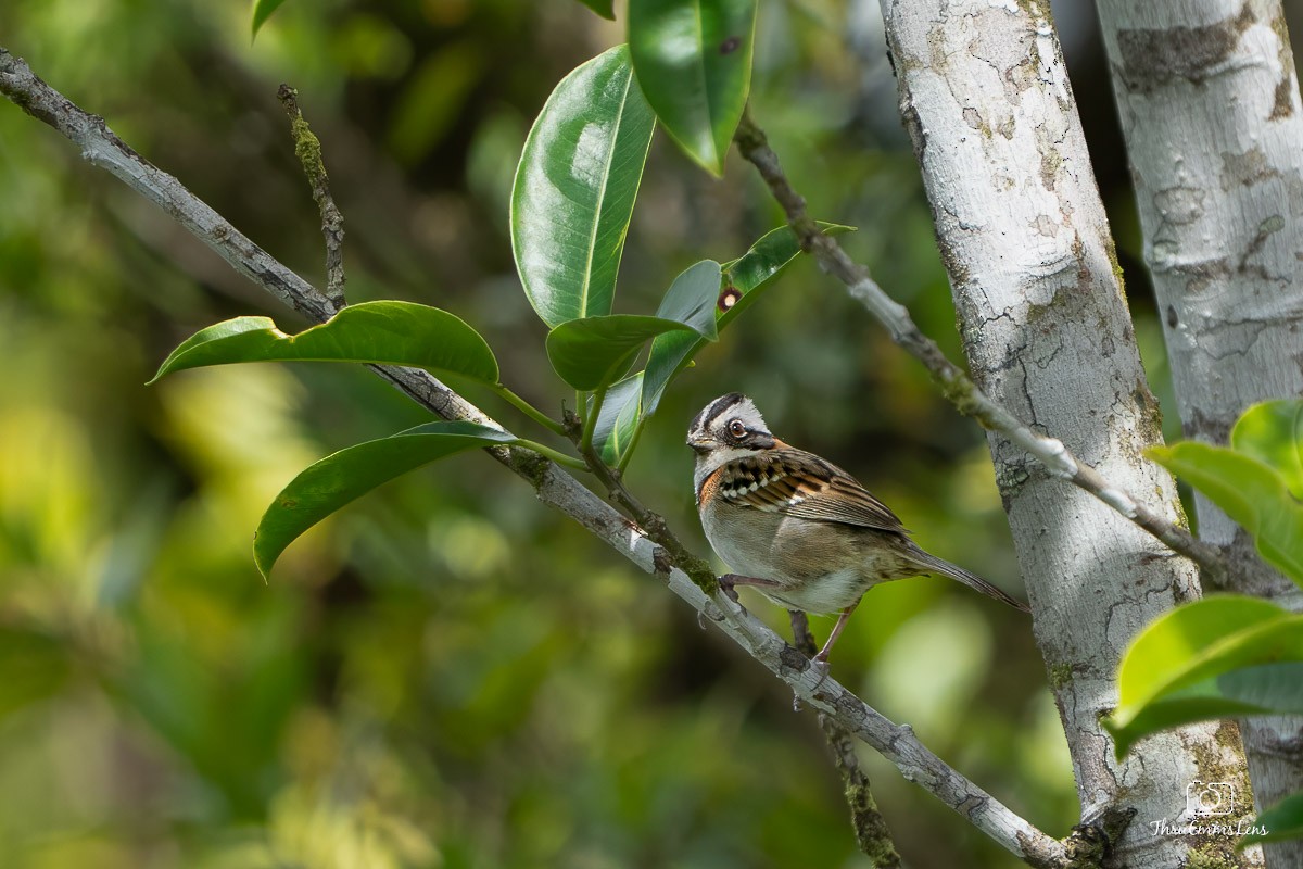 Rufous-collared Sparrow - ML636707108