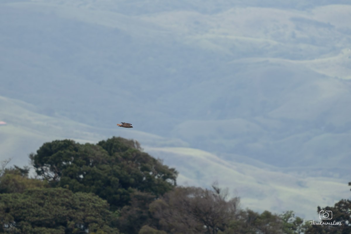 Red-tailed Hawk - ML636707113