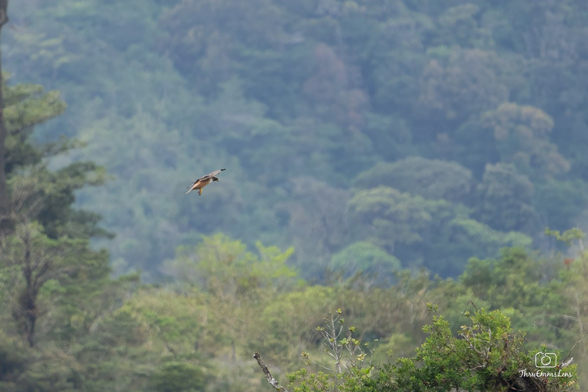 Red-tailed Hawk - ML636707114