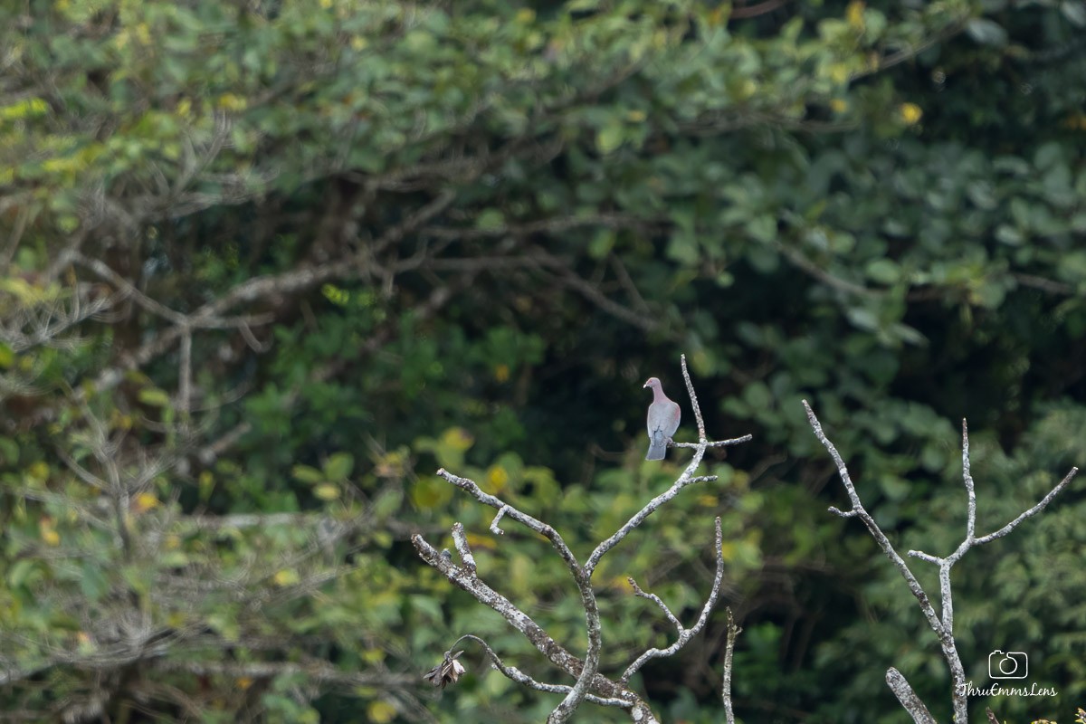 Red-billed Pigeon - ML636707118