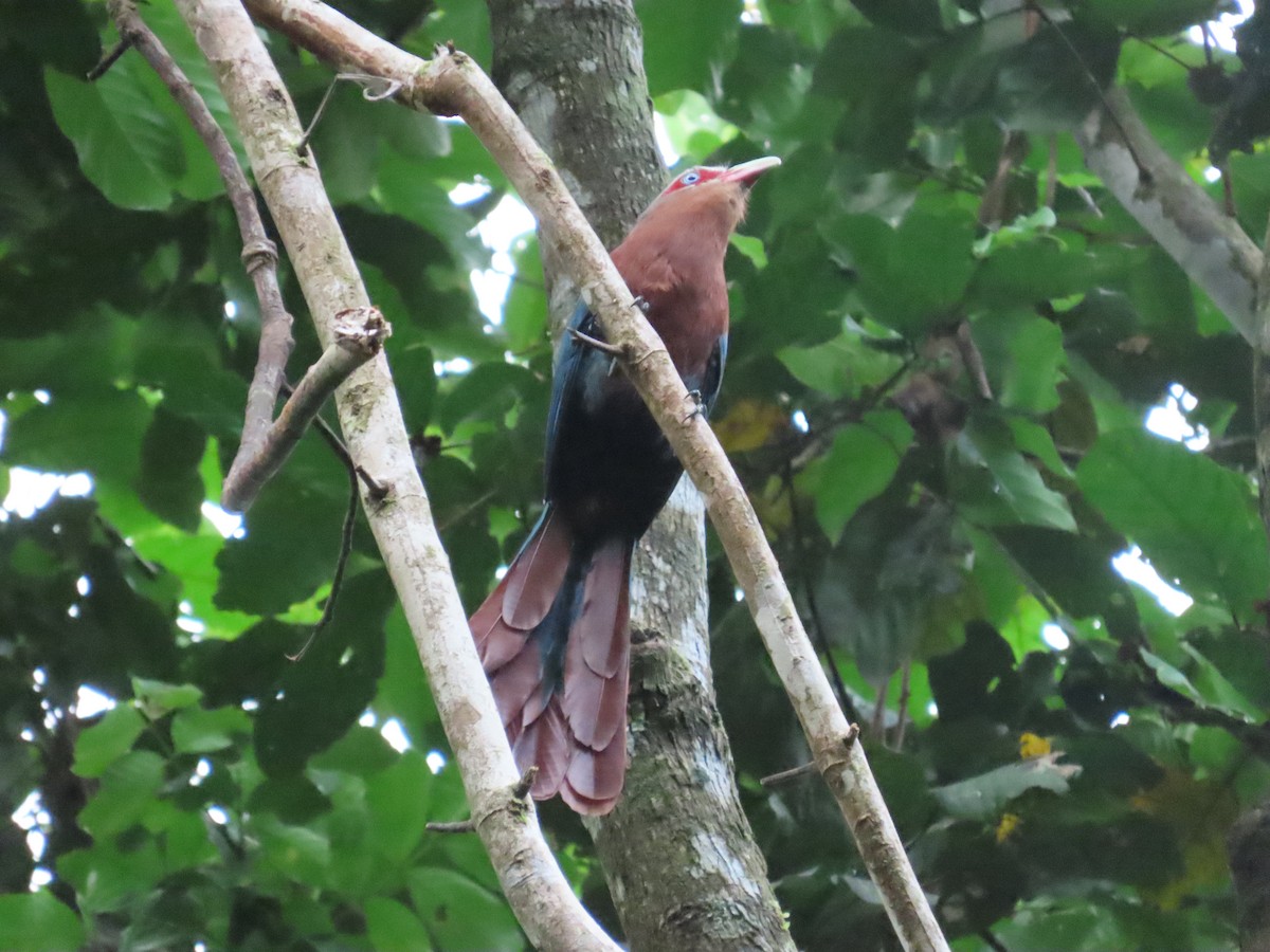 Chestnut-breasted Malkoha - ML636707163