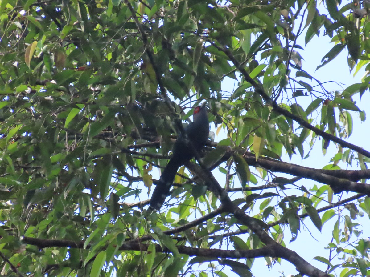 Chestnut-bellied Malkoha - ML636707166