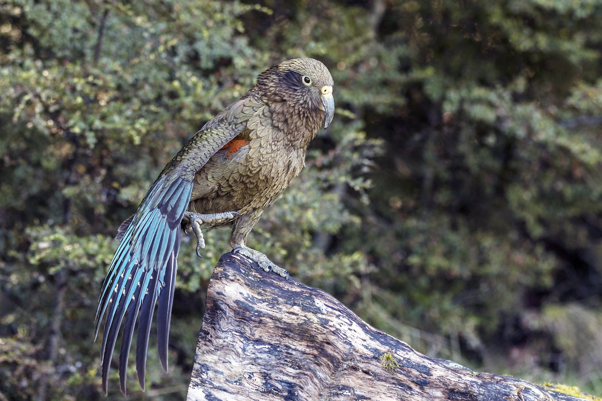 Kea - ML636707206