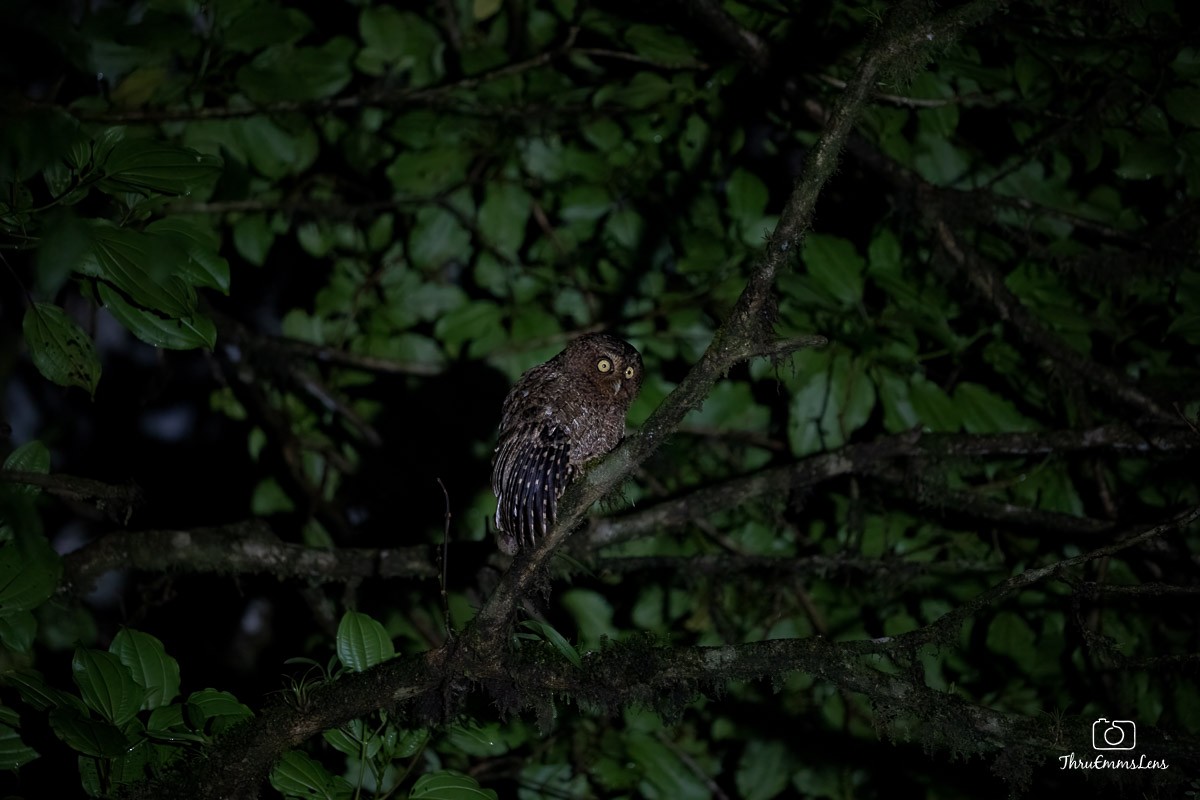 Bare-shanked Screech-Owl - ML636707225