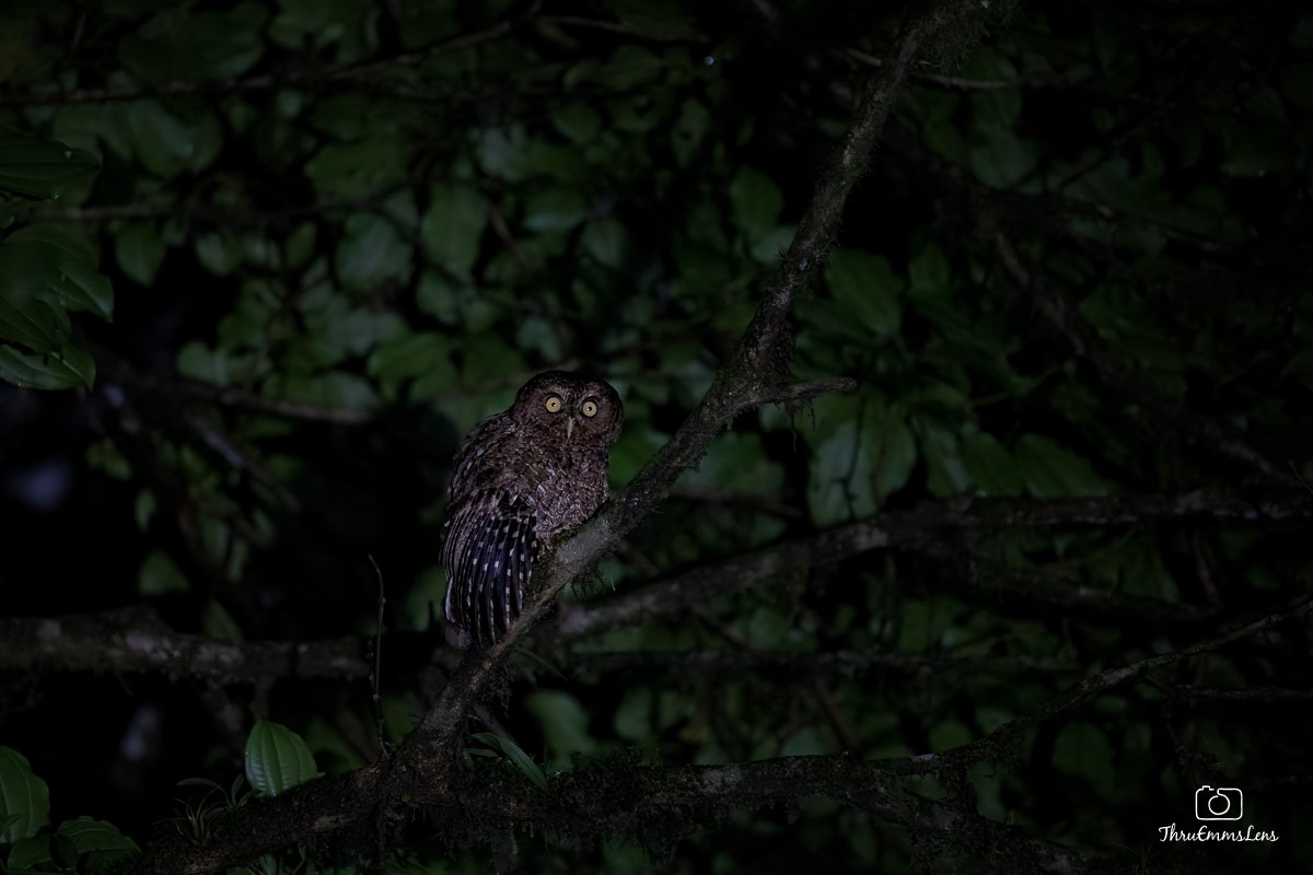 Bare-shanked Screech-Owl - ML636707227