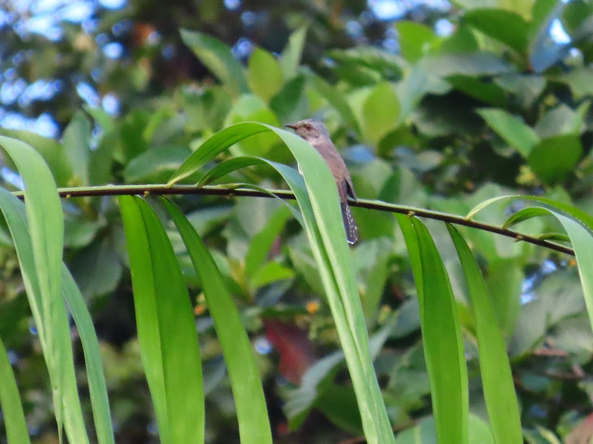 Plaintive Cuckoo - ML636707246