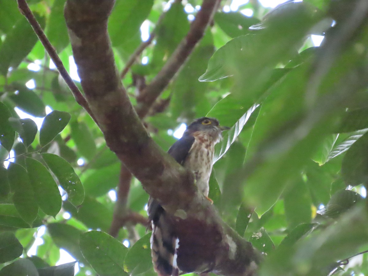 Malaysian Hawk-Cuckoo - ML636707302