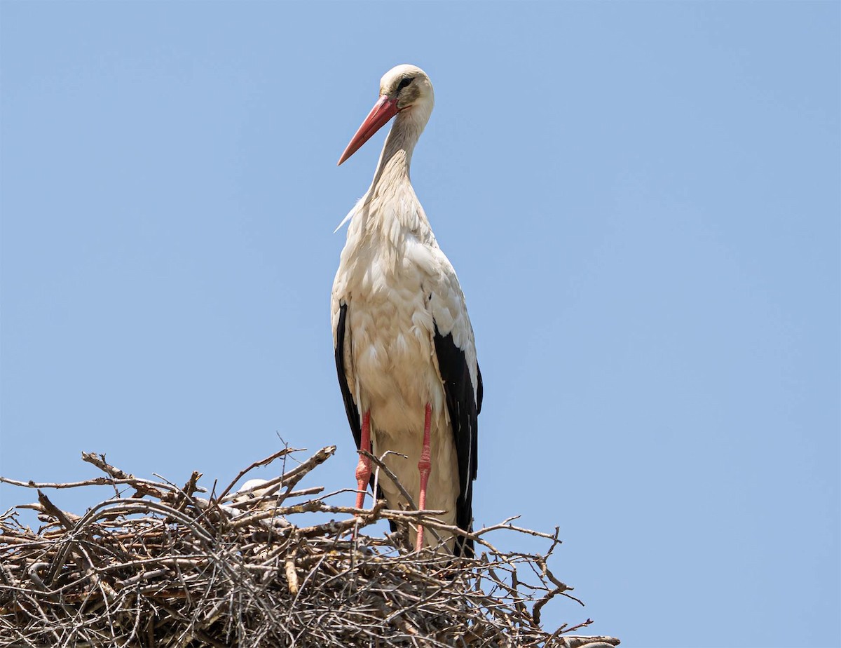 White Stork - ML636707304