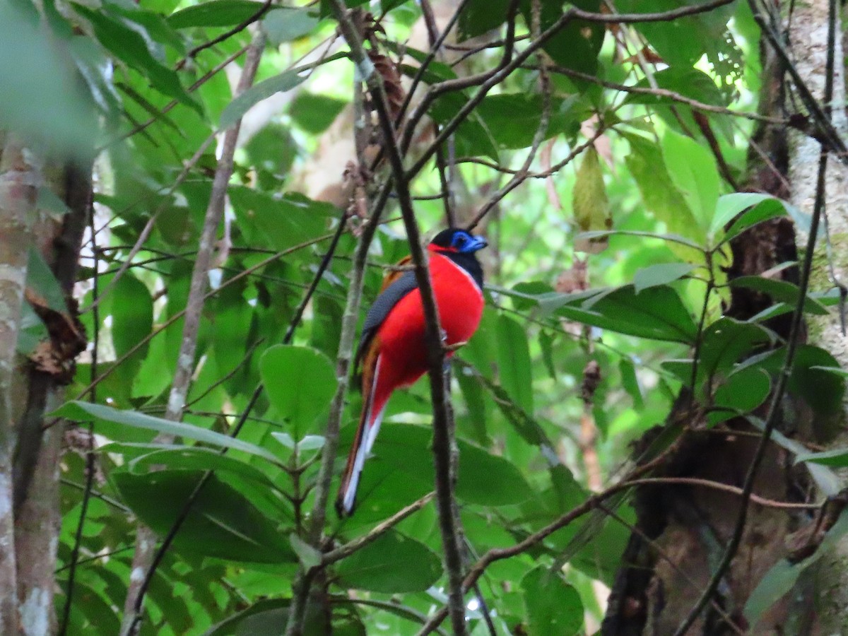 Red-naped Trogon - ML636707313