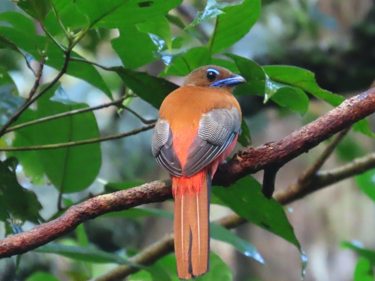 Scarlet-rumped Trogon - ML636707322