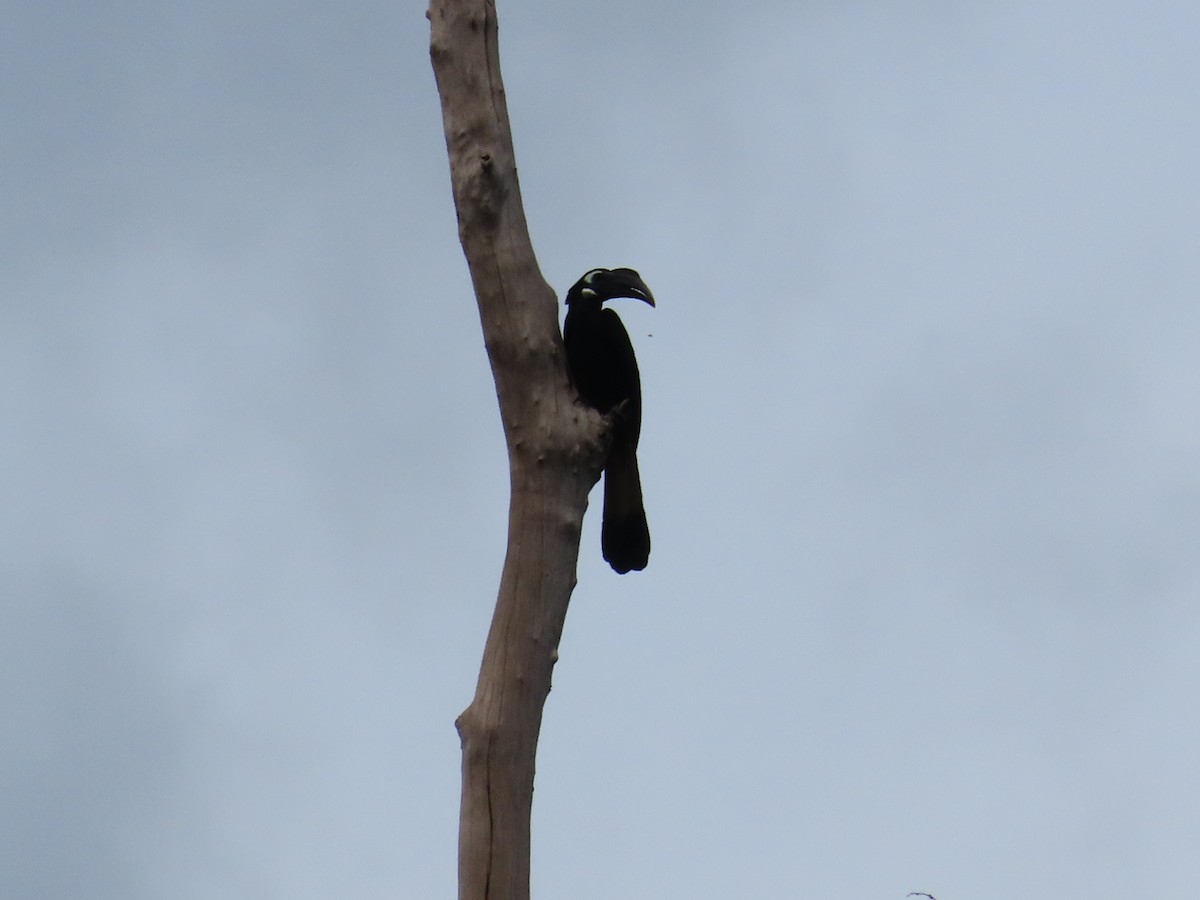 Bushy-crested Hornbill - ML636707325
