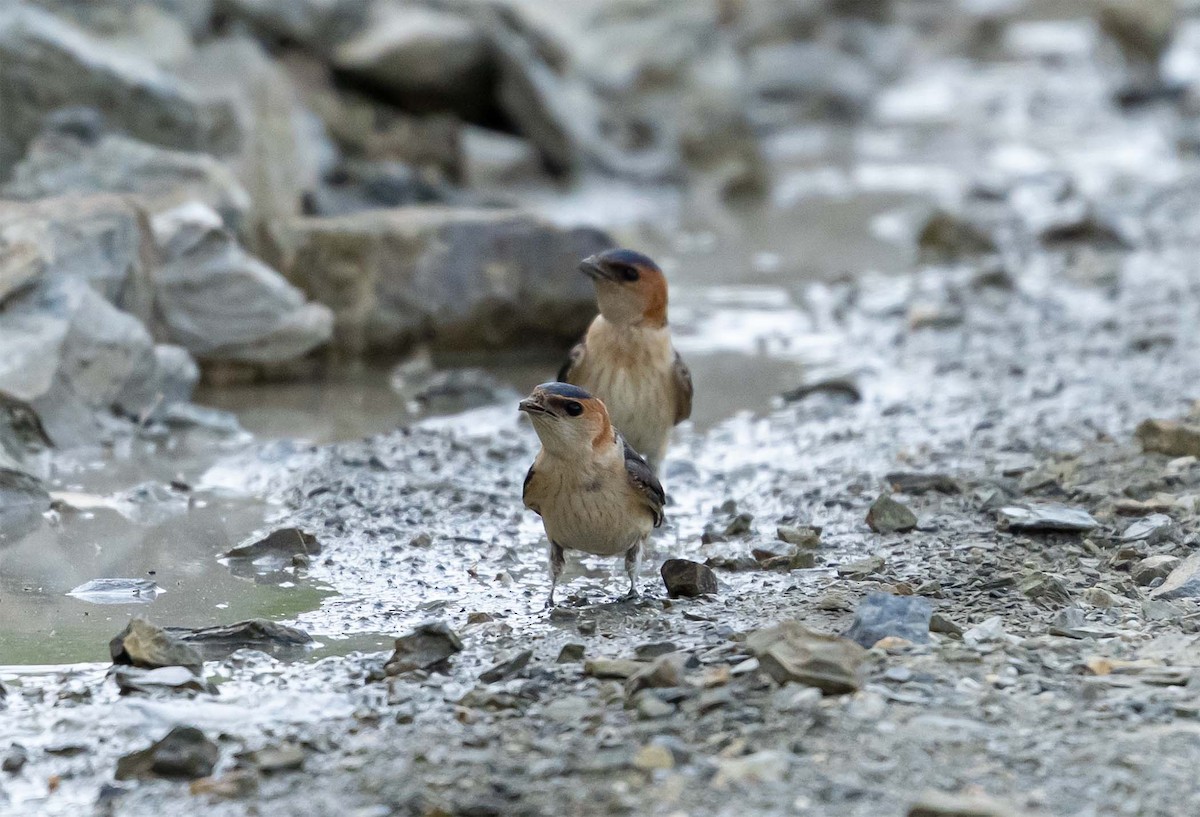 European Red-rumped Swallow - ML636707332