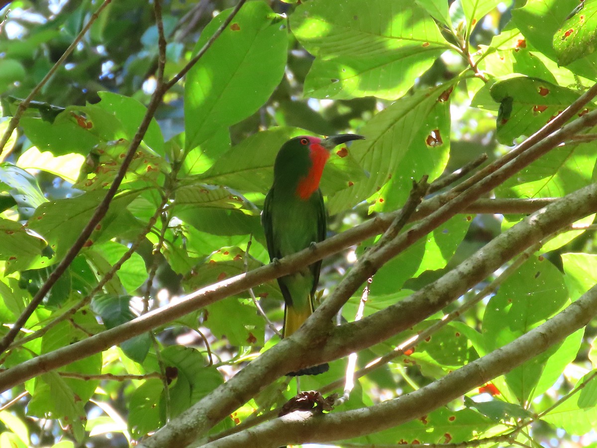 Red-bearded Bee-eater - ML636707333