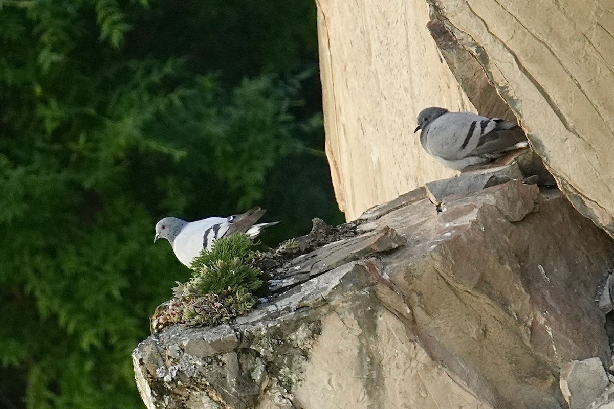 Hill Pigeon - ML636707408
