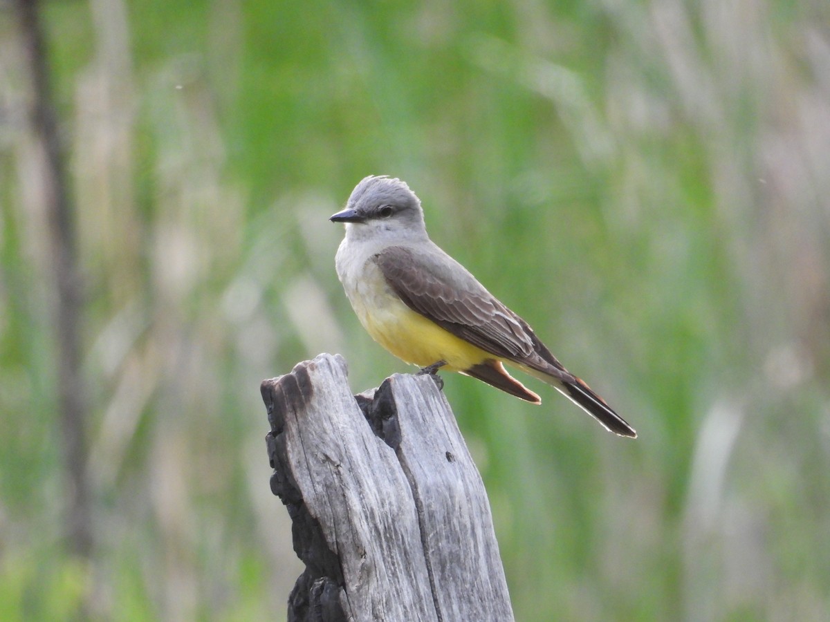 Western Kingbird - ML636707409
