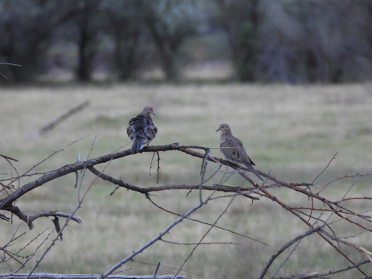 Mourning Dove - ML636707436