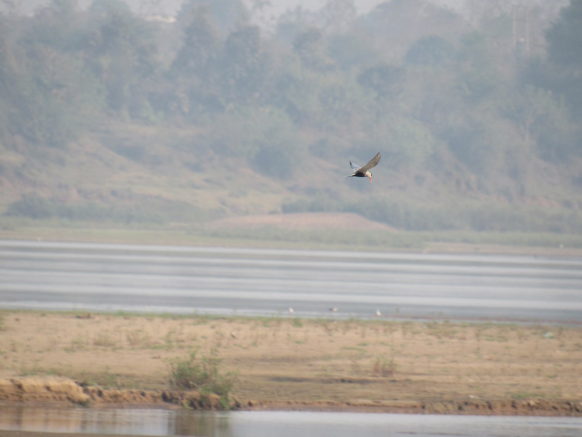 Black-bellied Tern - ML636707447