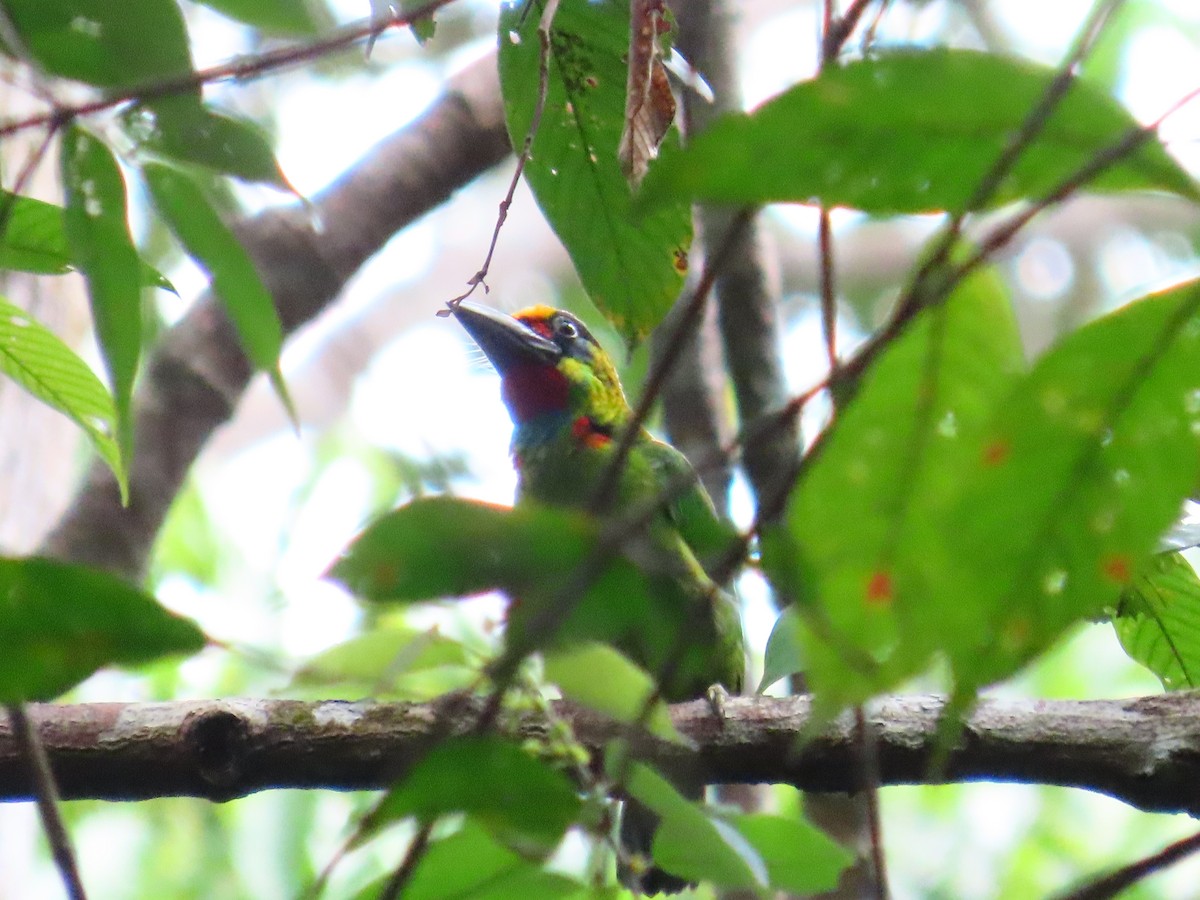 Red-throated Barbet - ML636707462