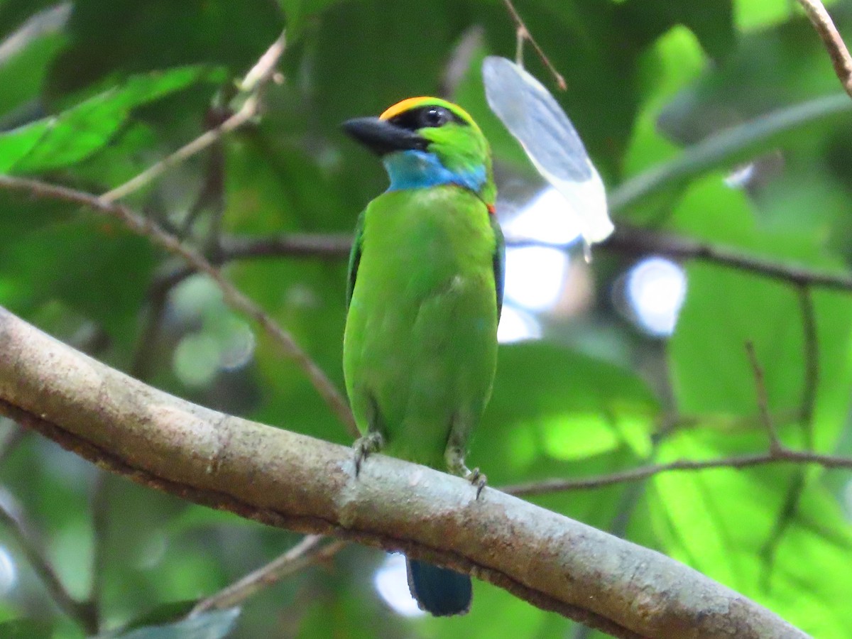 Yellow-crowned Barbet - ML636707467