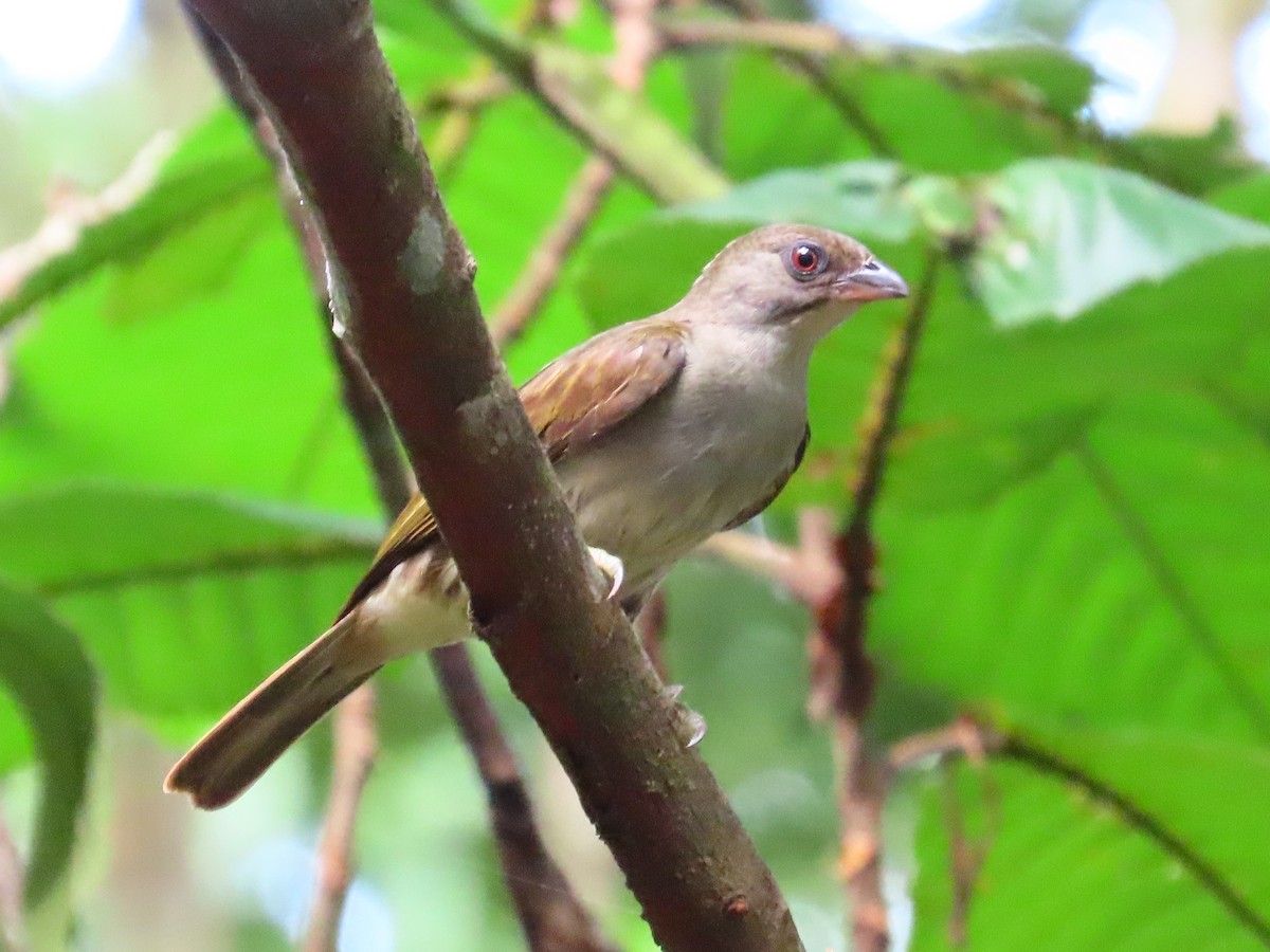 Malaysian Honeyguide - ML636707468