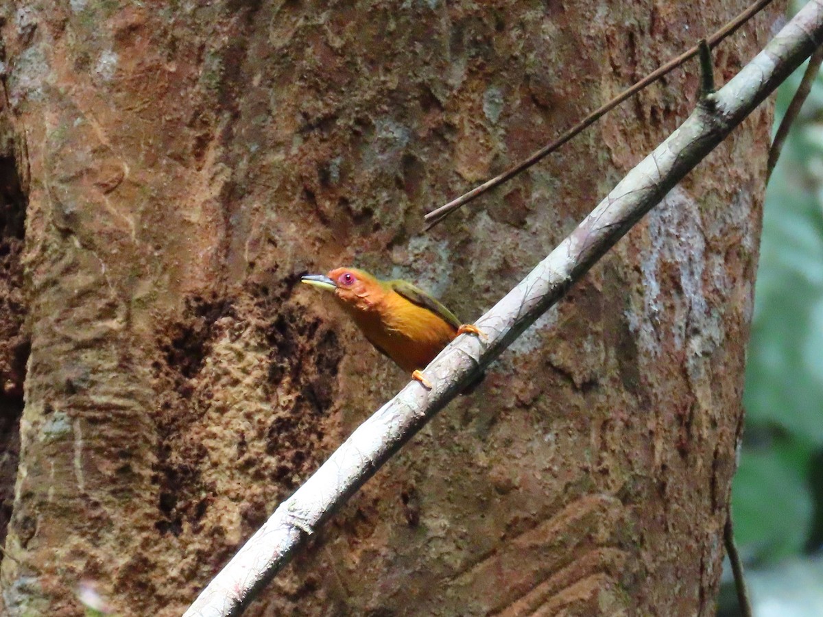 Rufous Piculet - ML636707469