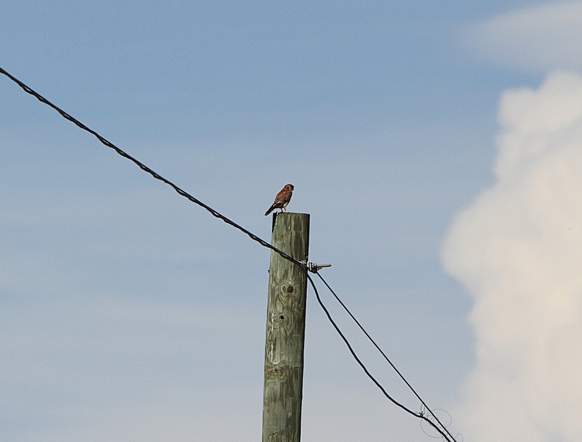 American Kestrel - ML636707480