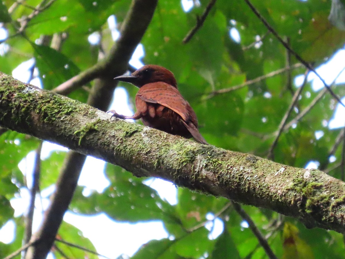 Rufous Woodpecker - ML636707481