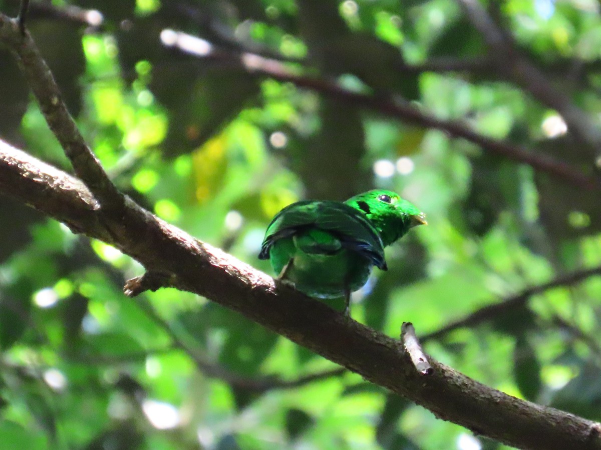 Green Broadbill - ML636707507