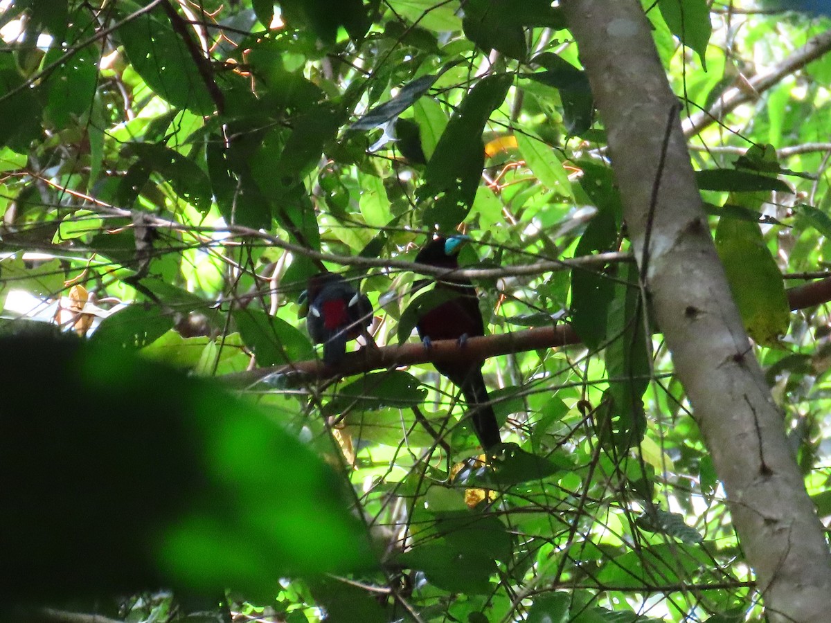 Black-and-red Broadbill - ML636707512