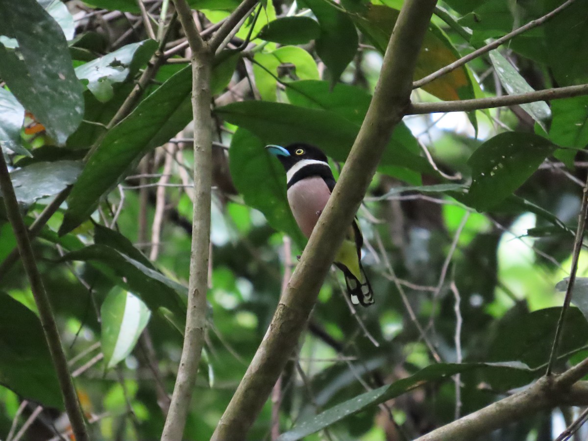 Black-and-yellow Broadbill - ML636707516