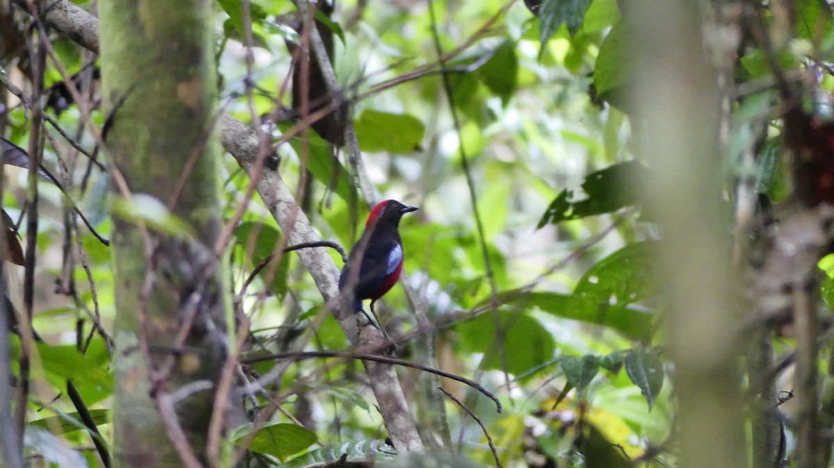 Garnet Pitta - ML636707549