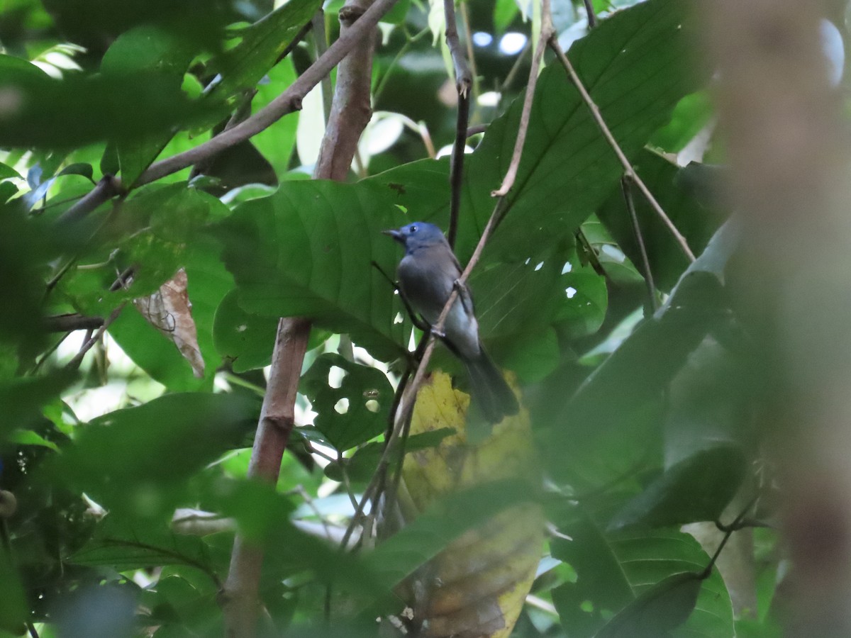 Black-naped Monarch - ML636707554