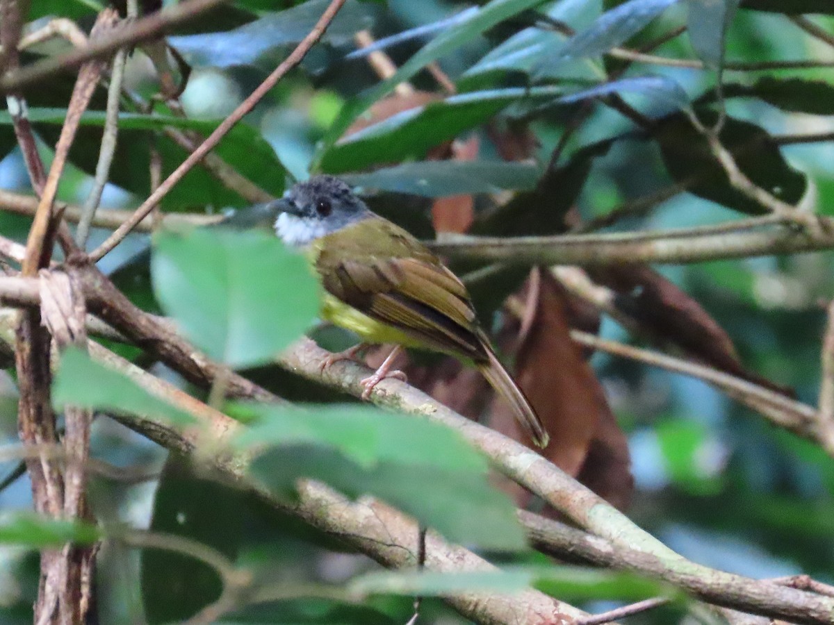 Yellow-bellied Bulbul - ML636707555