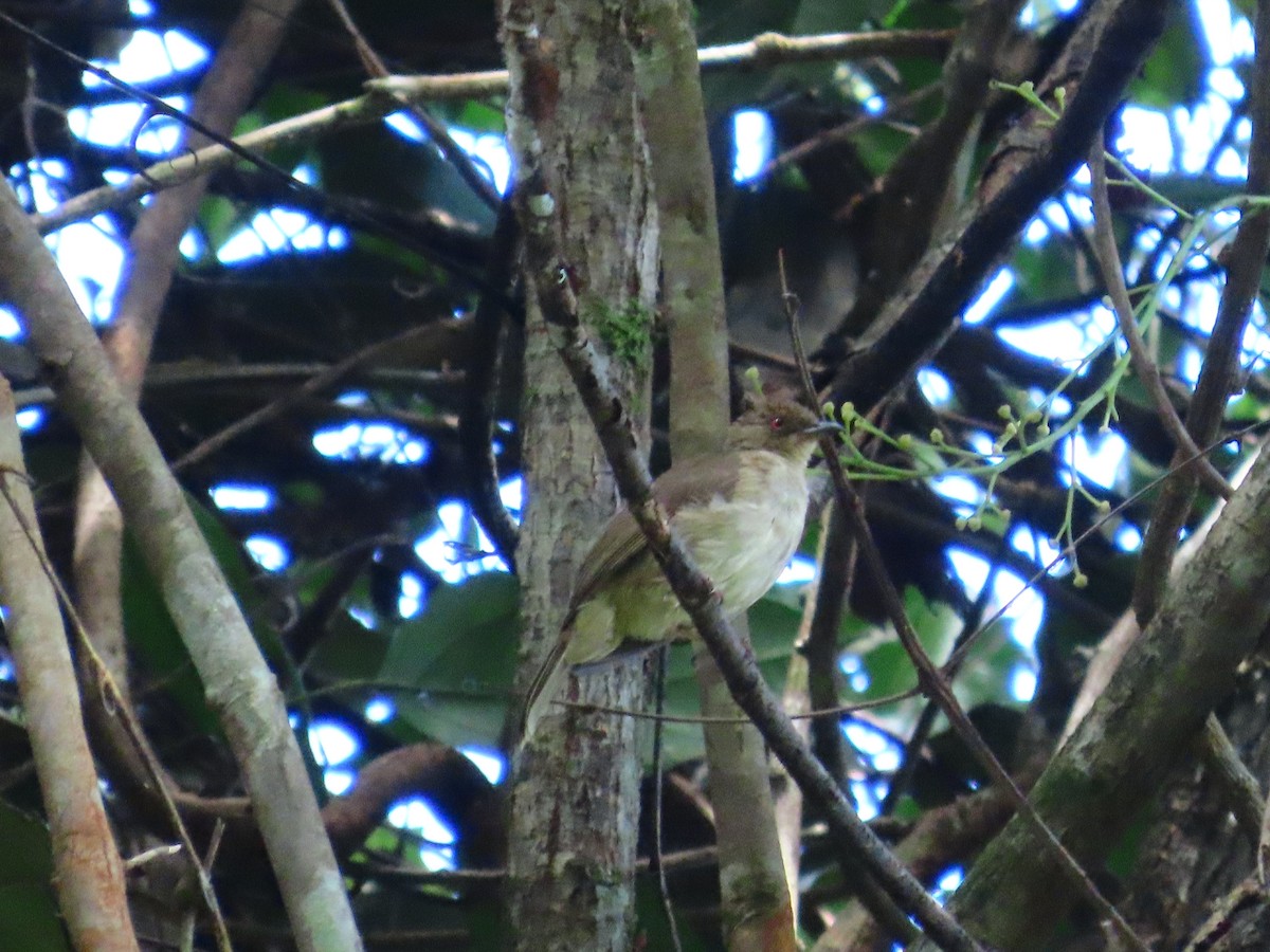 Cream-vented Bulbul - ML636707557