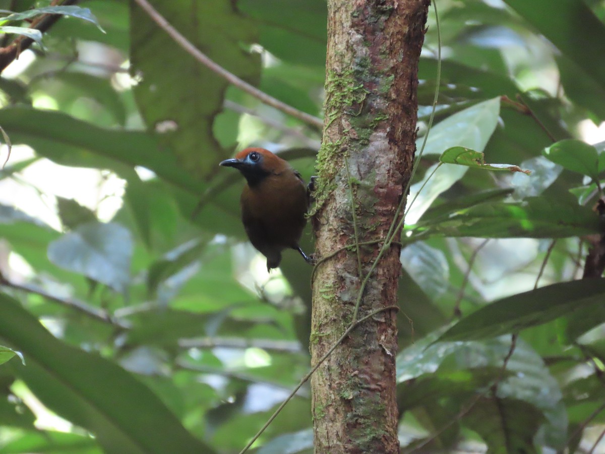 Fluffy-backed Tit-Babbler - ML636707576