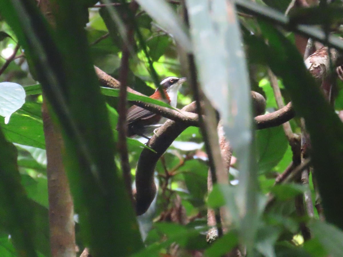 Sunda Scimitar-Babbler - ML636707577