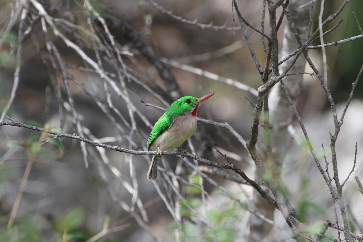 Broad-billed Tody - ML636707578